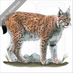 Eurasian Lynx stock image