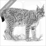 Eurasian Lynx