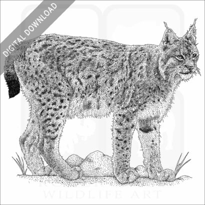 Eurasian Lynx