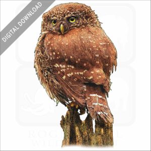 Eurasian Pygmy Owl stock image