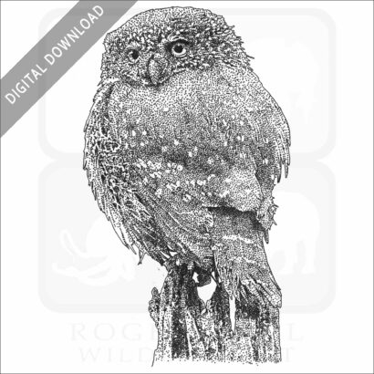 Eurasian Pygmy Owl