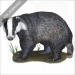 European Badger stock image