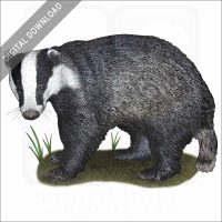 European Badger stock image