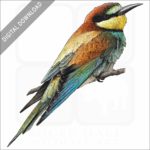 European Bee Eater stock image