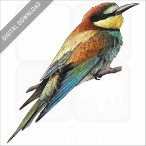 European Bee Eater stock image