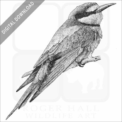 European Bee Eater