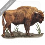 European Bison stock image