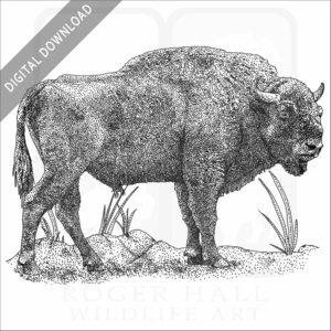 European Bison