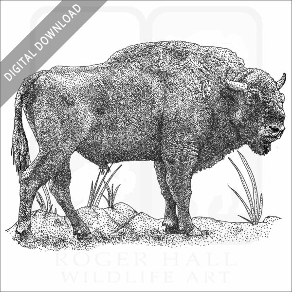 European Bison