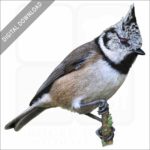 European Crested Tit stock image