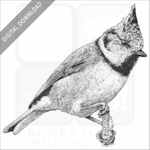 European Crested Tit