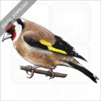 European Goldfinch stock image
