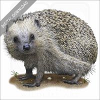 European Hedgehog stock image