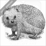European Hedgehog