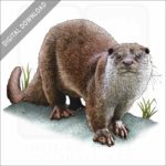 European Otter stock image