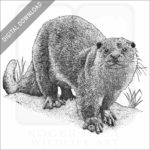 European Otter