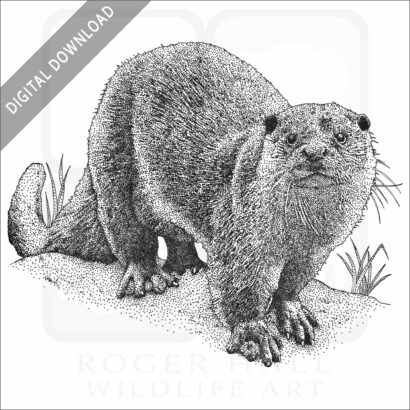 European Otter