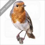 European Robin stock image