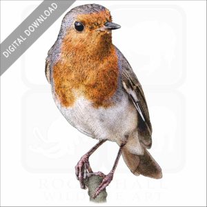 European Robin stock image