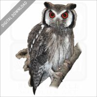 Northern White-Faced Owl stock image
