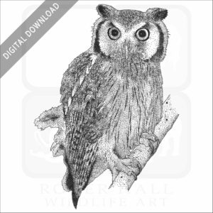 Northern White-Faced Owl