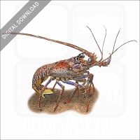 European Spiny Lobster stock image