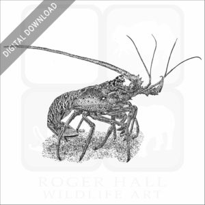 European Spiny Lobster