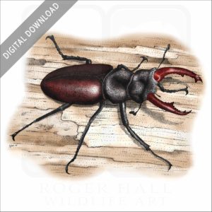 European Stag Beetle illustration