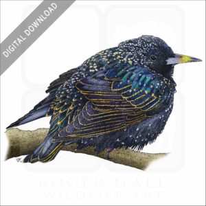European Starling stock image