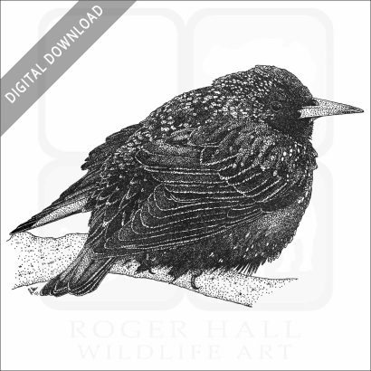 European Starling