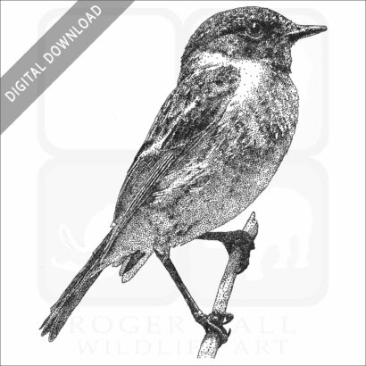 European Stonechat