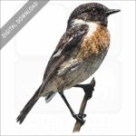 European Stonechat stock image