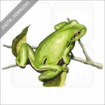 European Tree Frog stock image