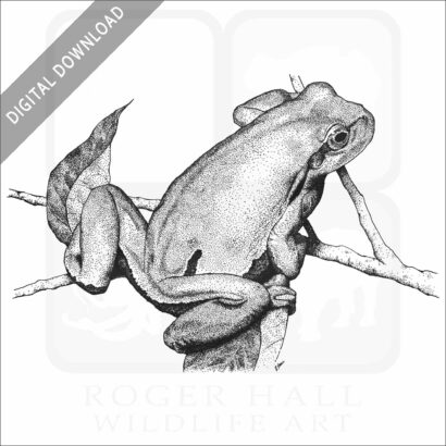 European Treefrog