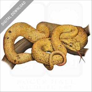 Eyelash Pit Viper stock image