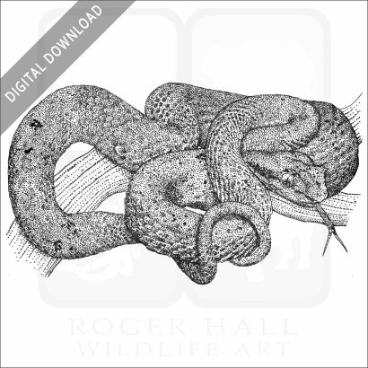 Eyelash Pit Viper