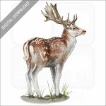 Fallow Deer stock image