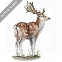 Fallow Deer stock image