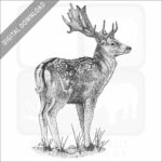 Fallow Deer