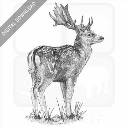 Fallow Deer
