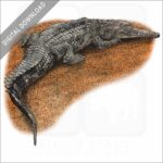 False Gharial stock image