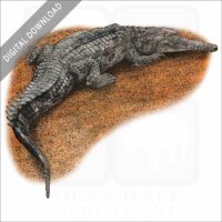 False Gharial stock image