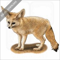 Fennec Fox stock image
