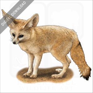 Fennec Fox stock image