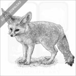 Fennec Fox stock image