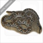 Fer-de-Lance stock image