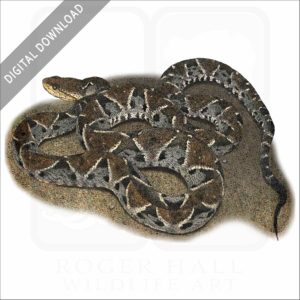 Fer-de-Lance stock image