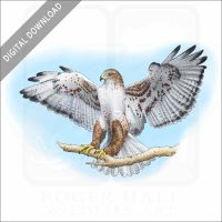 Ferruginous Hawk stock image