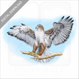 Ferruginous Hawk stock image