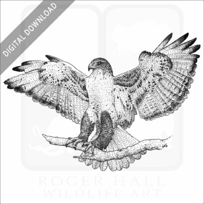 Ferruginous Hawk